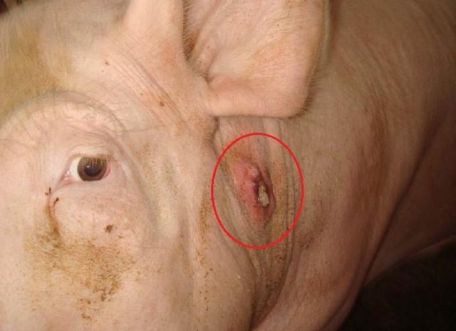Чорна кірка на спині у поросяти (свині): шкірні захворювання, короста, ніж лікувати в домашніх умовах, народними методами