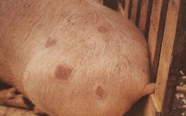 Чорна кірка на спині у поросяти (свині): шкірні захворювання, короста, ніж лікувати в домашніх умовах, народними методами