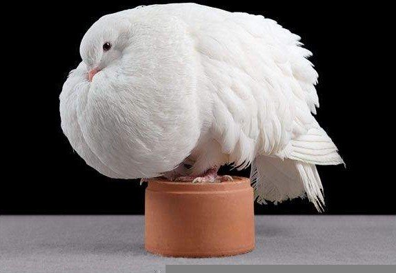 Декоративні голуби: кращі породи, зміст, фото і відео