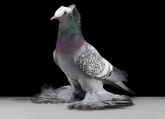 Декоративні голуби: кращі породи, зміст, фото і відео