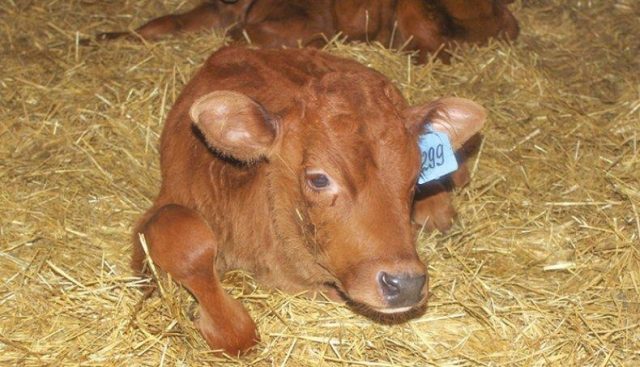 Гастроентерит у телят і корів: причини, симптоми, лікування, профілактика