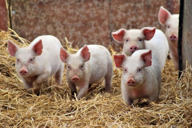 Глибока підстилка для свиней і поросят: види, ферментаційна, біо, особливості змісту