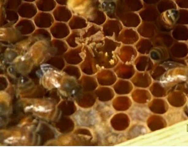Гнилець у бджіл: лікування, препарати, види, дози ліків