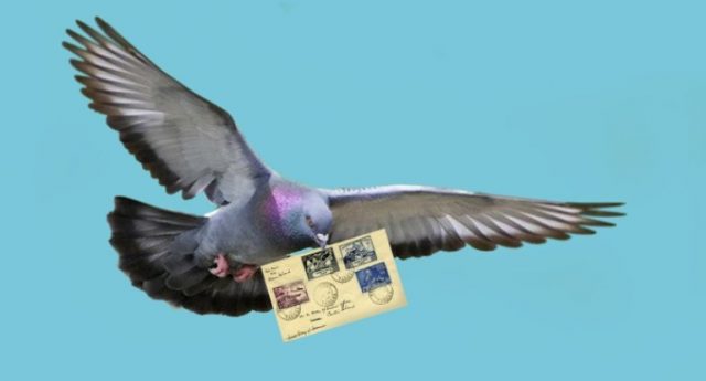 Голубина пошта: історія, як працює, цікаві факти, фото і відео