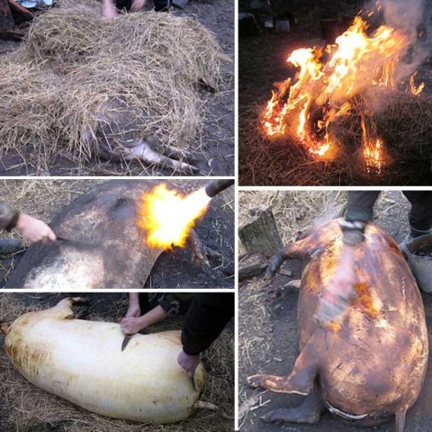 Як обпалити свиню: газовим пальником, соломою, ошпарювання