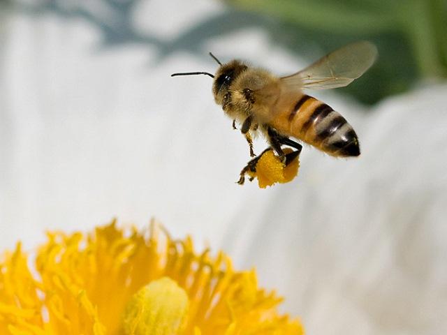 Як бджоли переносять пилок: збір, запилення рослин, як залучити в теплицю