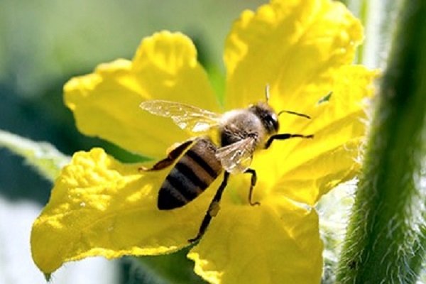 Як бджоли переносять пилок: збір, запилення рослин, як залучити в теплицю