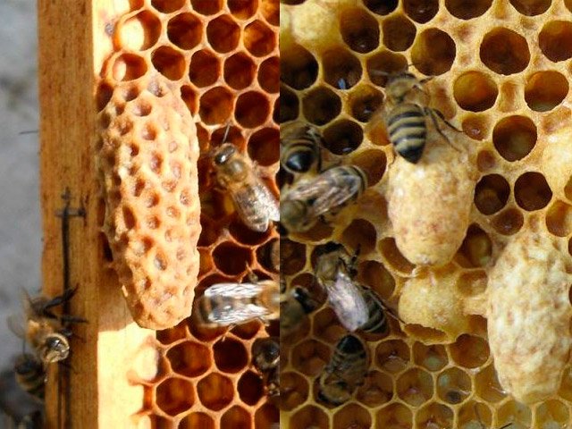 Як попередити роїння бджіл: противороевые методи, як уникнути, як зупинити, як вивести з ройового стану