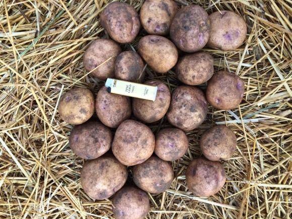 Картопля Синьоока: опис сорту, фото, відгуки