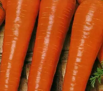 Кормова морква: характеристика, сорти, фото
