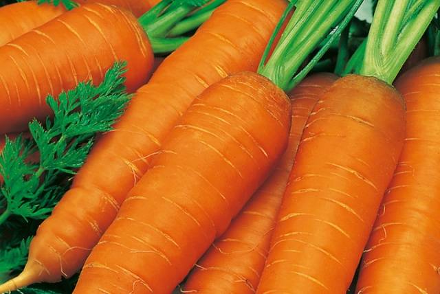 Кормова морква: характеристика, сорти, фото