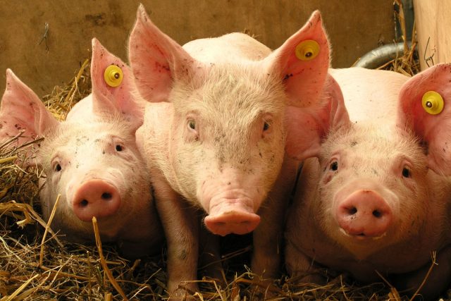 Кормові дріжджі для свиней: дозування, як правильно давати.