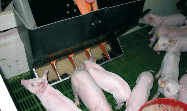 Годівниці для свиней і поросят своїми руками: бункерні (автоматичні), оригінальні, креслення