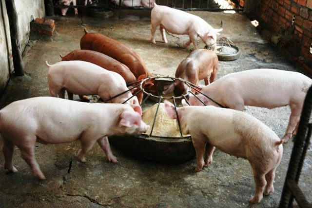 Годівниці для свиней і поросят своїми руками: бункерні (автоматичні), оригінальні, креслення