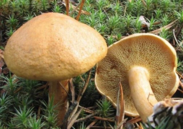 Мариновані гриби козенята (козляка): як смачно і правильно замаринувати