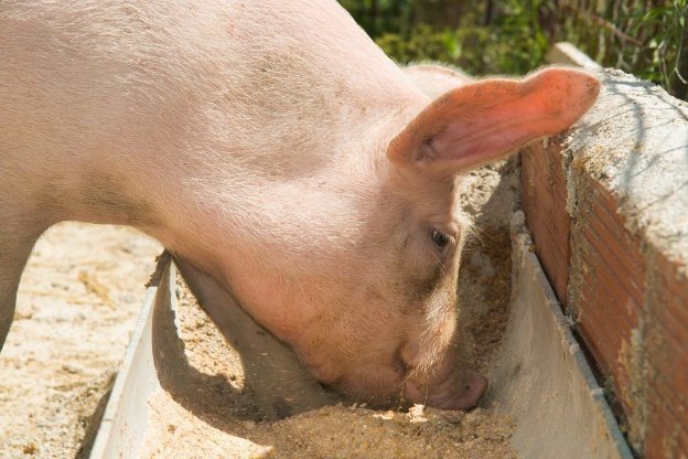 Відгодівля свиней в домашніх умовах: для швидкого зростання, раціони годівлі