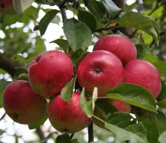 Парша яблуні: фото, опис і лікування