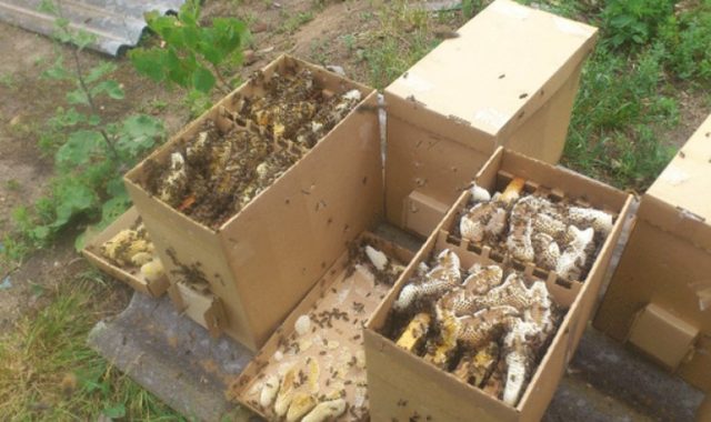 Бджолопакети: що це таке, розвиток, пересадка бджіл у вулик Дадан