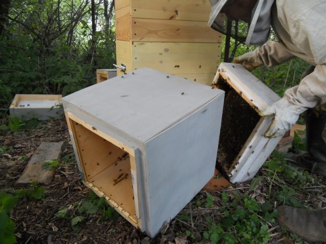 Бджолопакети: що це таке, розвиток, пересадка бджіл у вулик Дадан