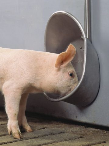 Поїлки для свиней і поросят: види, ниппельная, автопоилка, чашкова