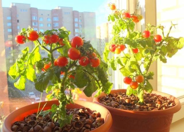 Помідори Балконне диво: як вирощувати, фото, відгуки