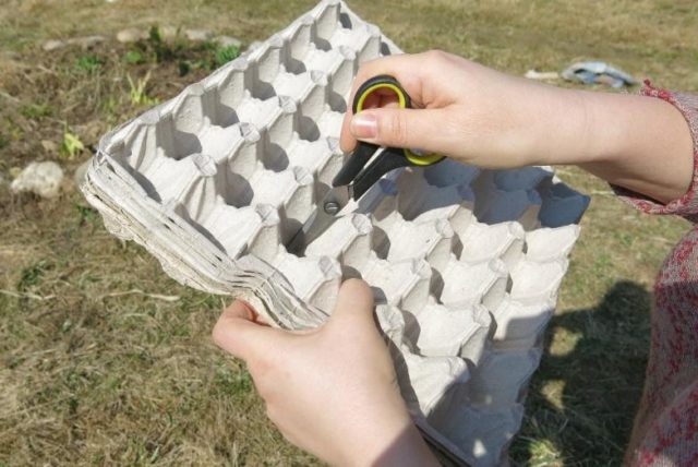 Посадка (посів) редиски в комірки з під яєць: як посіяти, як виростити