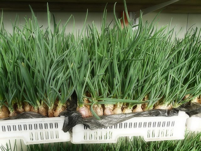 Посадка цибулі навесні на зелень (перо) в теплиці: коли садити, як виростити з насіння, сіянки, з цибулини