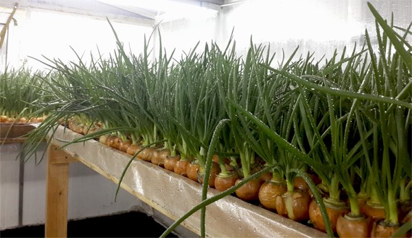 Посадка цибулі навесні на зелень (перо) в теплиці: коли садити, як виростити з насіння, сіянки, з цибулини