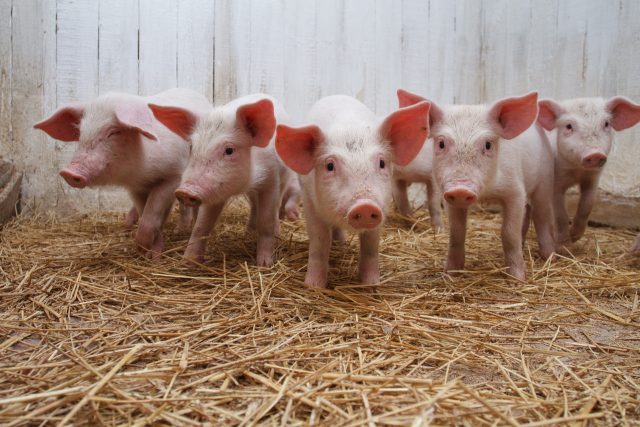 Премікси для свиней та поросят: кормові добавки, стимулятори росту, біодобавки, вітаміни