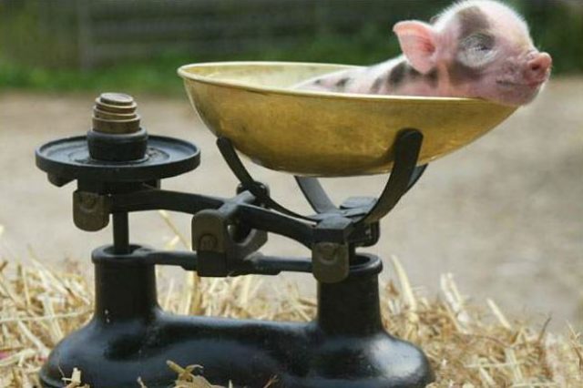 Премікси для свиней та поросят: кормові добавки, стимулятори росту, біодобавки, вітаміни