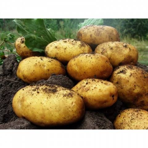 Сорт картоплі Леді Клер: опис, фото, відгуки