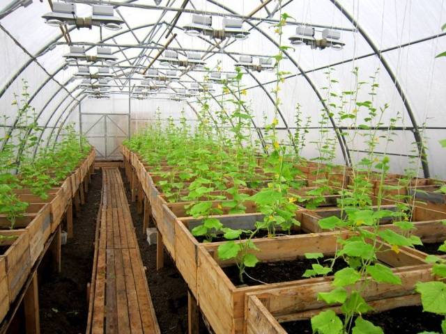 Теплиця для вирощування огірків круглий рік
