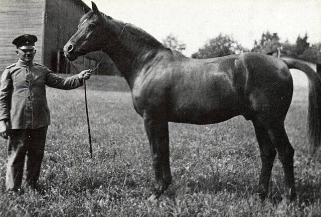 Тракененская кінь: характеристики + фото