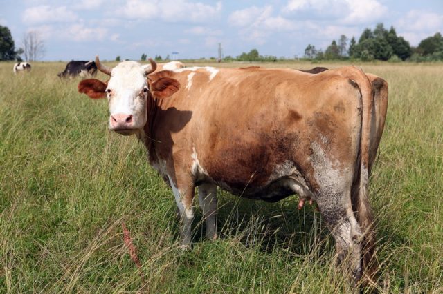 Вагініт у корів: причини, симптоми, лікування