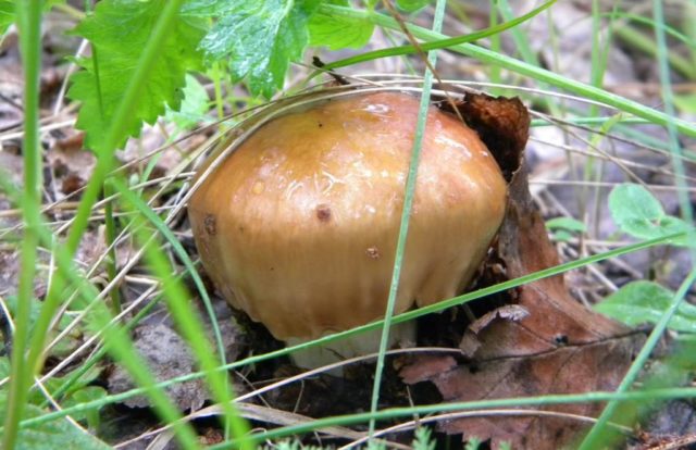 Валуї: рецепти приготування, як швидко і легко почистити гриби