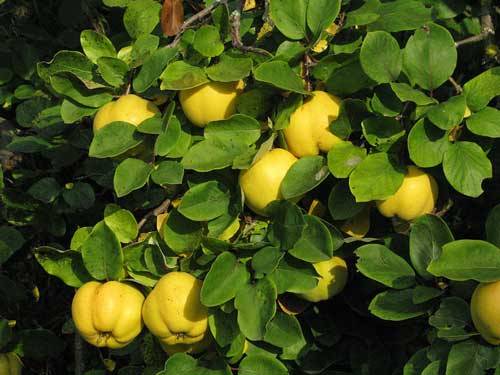 Варення з айви з лимоном