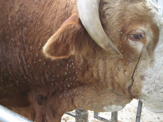 Воші у телят і корів: ознаки, лікування, профілактика