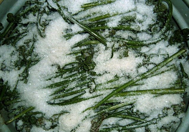 Засолювання папороті в домашніх умовах на зиму: як солити, що зробити з солоного папороті