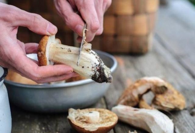 Білий гриб на багатті: як приготувати, рецепти шашлику з фото