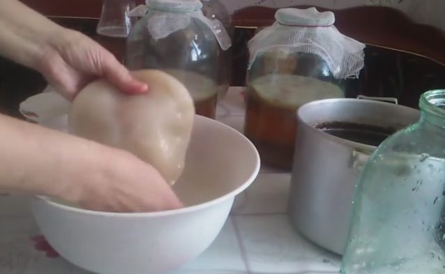 Як промити чайний гриб в домашніх умовах: як часто, як правильно, якою водою, відео
