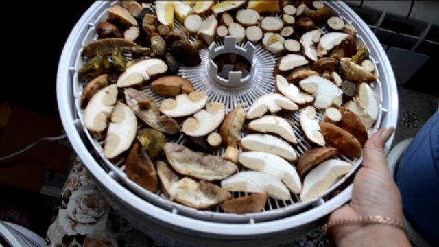 Як сушити білі гриби в домашніх умовах: у духовці, сушарці, на нитці