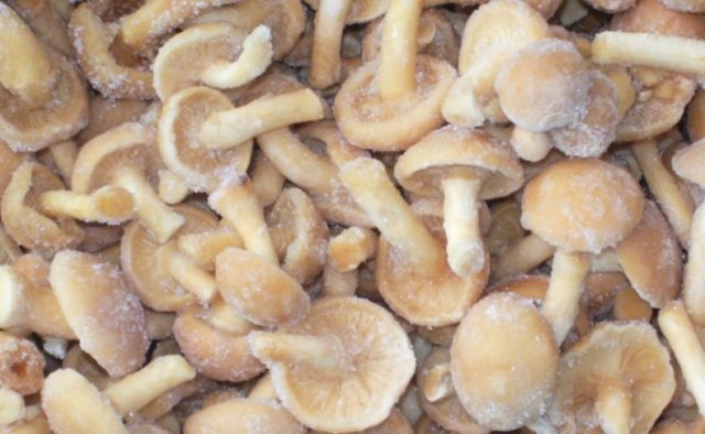 Як приготувати обабки на зиму: рецепти приготування грибів з фото