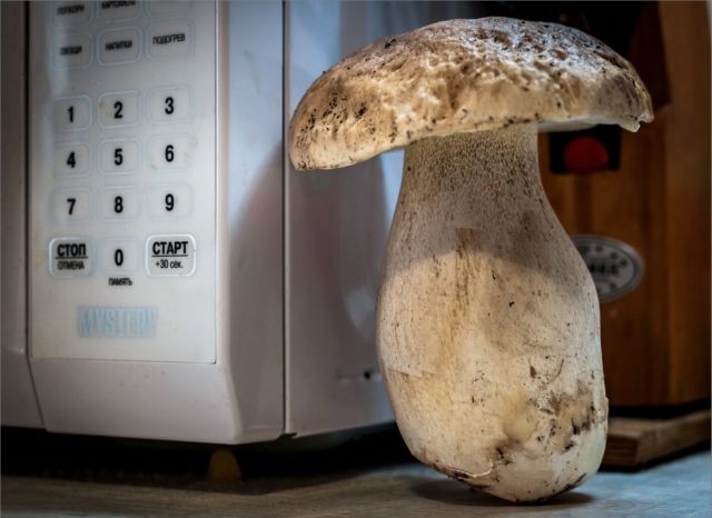 Як сушити білі гриби в домашніх умовах: у духовці, сушарці, на нитці