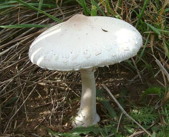 Мариновані гриби парасольки: як заготовити на зиму, рецепт без стерилізації, терміни зберігання