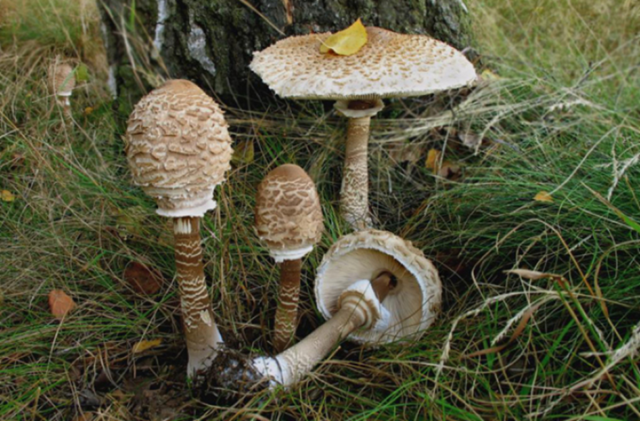 Отруйні гриби парасольки: фото з описом, як відрізнити помилкових двійників, відео