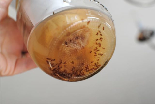 Мошки в чайному грибі: червяки, личинки, чому зявилися, завелися, що робити