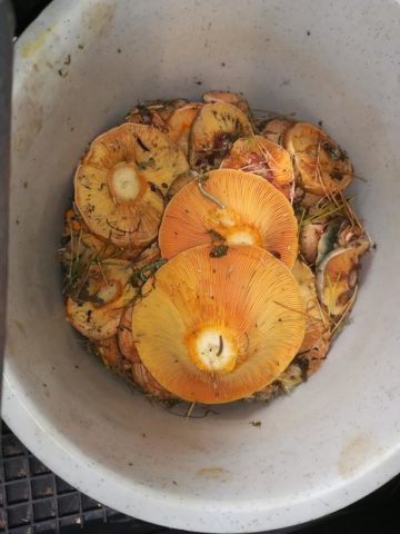 Смажені гриби: як правильно посмажити, рецепти приготування з фото
