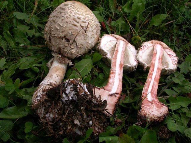 Отруйні гриби парасольки: фото з описом, як відрізнити помилкових двійників, відео