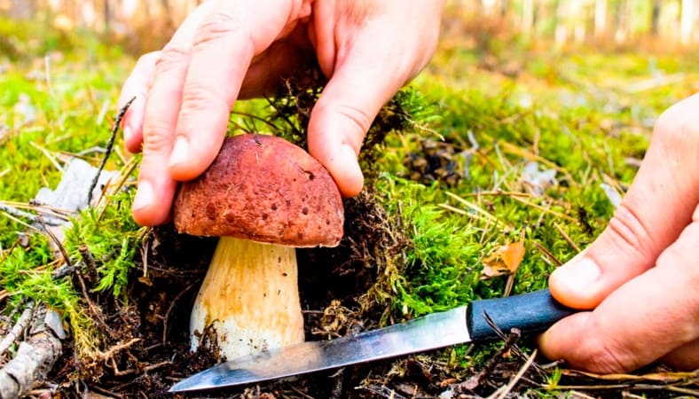 Як треба і не треба ходити в ліс за грибами: техніка безпеки