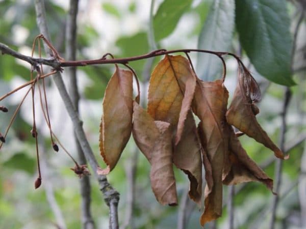 Чому сохнуть гілки і листя вишні: після цвітіння, після зими, стікає смола, що робити, чи можна оживити